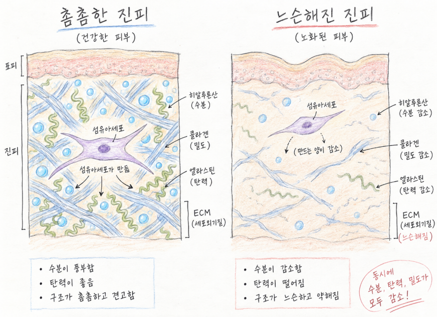 나이에 따른 피부 진피 콜라겐 구조
