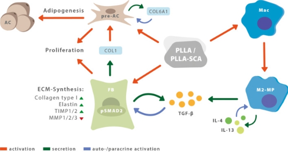 PLLA/PLLA-SCA(폴리-L-락트산)의 작용 기전